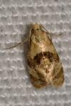 Phalonidia manniana