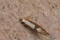 Argyresthia semifusca/spinosella