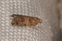 Epinotia nanana