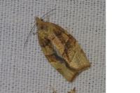 Pandemis cerasana