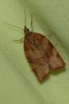 Pandemis cinnamomeana