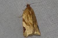 Paramesia gnomana