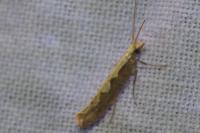 Plutella xylostella