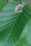 Phyllonorycter esperella