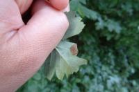 Parornix anglicella