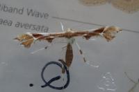 Cnaemidophorus rhododactylus