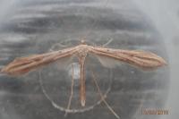 Emmelina monodactyla