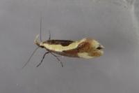Harpella forficella