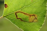 Stigmella trimaculella