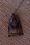 Archips podana