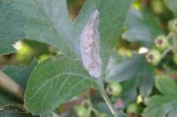 Phyllonorycter corylifoliella