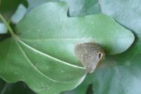 Phyllonorycter acerifoliella