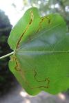 Stigmella aceris