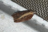 Acleris cristana