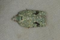 Acleris literana