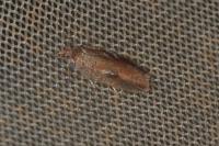 Acleris