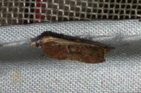 Acleris cristana