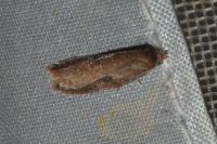 Acleris