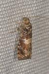 Epiblema costipunctana