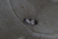 Neocochylis dubitana