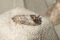 Cydia splendana