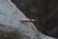 Argyresthia pruniella