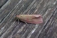 Celypha rosaceana