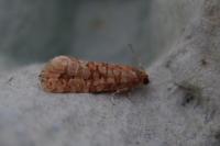 Lozotaeniodes formosana