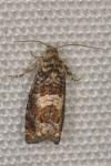 Epiblema costipunctana