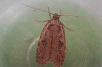 Agonopterix ciliella