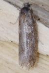 Tortricodes alternella