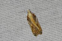 Acleris cristana