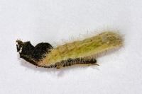 Oidaematophorus rogenhoferi