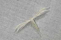 Pterophorus pentadactylus