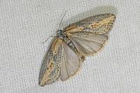 Doloploca punctulana