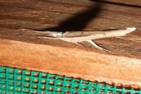 Ypsolopha mucronella