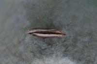 Mirificarma interrupta