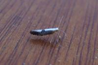 Argyresthia spinosella