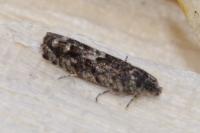 Pammene giganteana