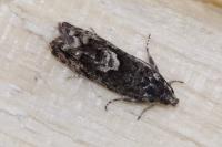 Pammene giganteana