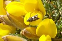 Grapholita internana