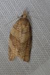 Pandemis corylana
