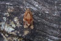 Ditula angustiorana