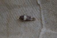 Recurvaria leucatella