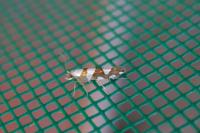 Argyresthia brockeella