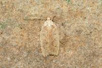Agonopterix