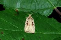 Agonopterix ocellana