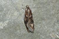 Semioscopis oculella