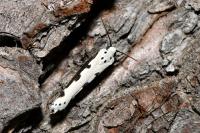 Ethmia bipunctella