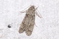 Diurnea fagella